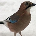Сойка (Garrulus glandarius)