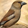 Обыкновенный дубонос (Coccothraustes coccolhraustes)