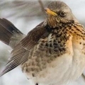 Рябинник (Turdus pilaris)