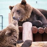 Медведица Ляля подарила "супругу" на День рождения двойню