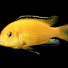 Жёлтый лабидохромис (Labidochromis caeruleus var.yellow)