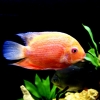 Цихлазома Северум (Cichlasoma severum)