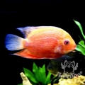 Цихлазома Северум (Cichlasoma severum)