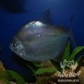 Метиннис серебристый (Metynnis argenteus)