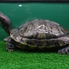 Красноухая черепаха (Trachemys scripta)