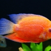 Цихлазома Северум (Cichlasoma severum)