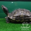 Красноухая черепаха (Trachemys scripta)