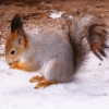Белка обыкновенная (Sciurus vulgaris)