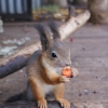 Белка обыкновенная (Sciurus vulgaris)