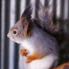Белка обыкновенная (Sciurus vulgaris)