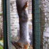 Белка обыкновенная (Sciurus vulgaris)