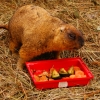 Степной сурок (байбак) (Marmota bobak)