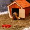 Степной сурок (байбак) (Marmota bobak)