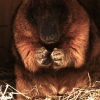 Степной сурок (байбак) (Marmota bobak)