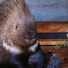 Индийский дикобраз (Hystrix indica)