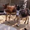 Домашний осел (Equus asinus dom)