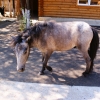 Пони (Equus caballus dom.)