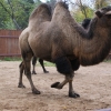 Двугорбый верблюд (Camelus bactrianus) (ferus)