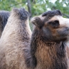 Двугорбый верблюд (Camelus bactrianus) (ferus)