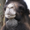 Двугорбый верблюд (Camelus bactrianus) (ferus)