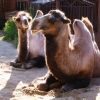 Двугорбый верблюд (Camelus bactrianus) (ferus)