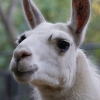 Лама (Lama glama)