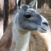 Лама (Lama glama)