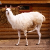 Лама (Lama glama)