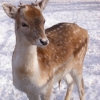Европейская лань (Dama (Cervus) dama)