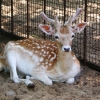 Европейская лань (Dama (Cervus) dama)