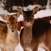 Европейская лань (Dama (Cervus) dama)