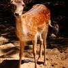 Европейская лань (Dama (Cervus) dama)