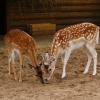 Европейская лань (Dama (Cervus) dama)