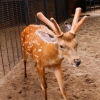 Пятнистый олень (Cervus nippon)