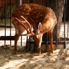 Пятнистый олень (Cervus nippon)
