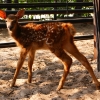 Пятнистый олень (Cervus nippon)