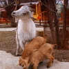 Камерунская коза (Capra hircus)