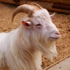 Камерунская коза (Capra hircus)