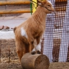 Камерунская коза (Capra hircus)