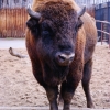Зубр (Bison bonasus)