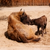 Зубр (Bison bonasus)