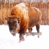 Зубр (Bison bonasus)