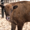 Зубр (Bison bonasus)