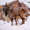 Винторогий козел (Capra falconeri heptneri)