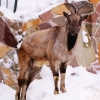 Винторогий козел (Capra falconeri heptneri)