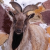 Винторогий козел (Capra falconeri heptneri)