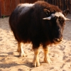 Овцебык (Ovibos moschatus)