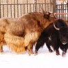 Як (Bos mutus)
