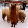 Альпака (Lama pacos)