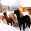 Альпака (Lama pacos)